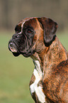 Deutscher Boxer Portrait