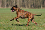 rennender Deutscher Boxer