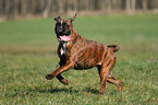 rennender Deutscher Boxer