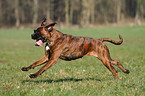 rennender Deutscher Boxer