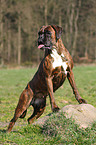 Deutscher Boxer