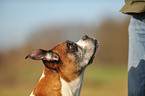 Deutscher Boxer Portrait