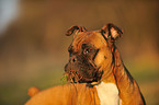 Deutscher Boxer Portrait