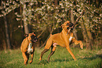 sielende Deutsche Boxer