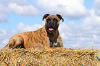 liegender Deutscher Boxer