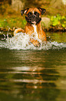 planschender Deutscher Boxer