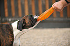 spielender Deutscher Boxer