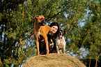 Frau mit Hunden