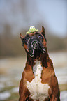 Deutscher Boxer Portrait