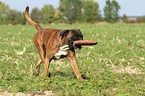 apportierender Deutscher Boxer