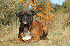 liegender Deutscher Boxer