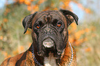 Deutscher Boxer Portrait