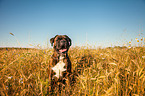 sitzender Deutscher Boxer