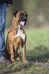 sitzender Deutscher Boxer