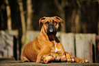 Deutscher Boxer mit Knochen