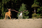 2 Hunde