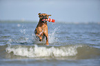 spielender Deutscher Boxer