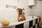 Deutscher Boxer in der Wanne