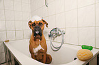 Deutscher Boxer in der Wanne