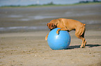 spielender Deutscher Boxer