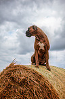 sitzender Deutscher Boxer