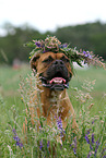 Deutscher Boxer Portrait