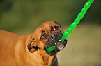 Deutscher Boxer Portrait