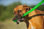 Deutscher Boxer Portrait