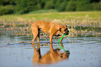 spielender Deutscher Boxer