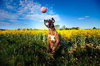 spielender Deutscher Boxer