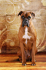 sitzender Deutscher Boxer