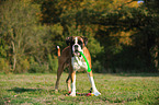 Deutscher Boxer