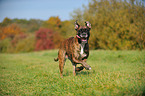 Deutscher Boxer