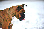 Deutscher Boxer Portrait