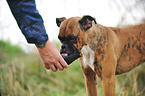 Deutscher Boxer Portrait