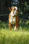 junger Deutscher Boxer