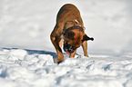 buddelnder Deutscher Boxer