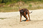 Deutscher Boxer schttelt sich