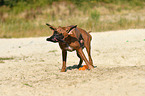 Deutscher Boxer schttelt sich