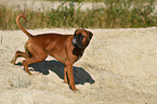 Deutscher Boxer