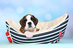 Deutscher Boxer Welpe