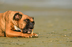 Deutscher Boxer mit Krabbe