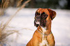 Deutscher Boxer Portrait