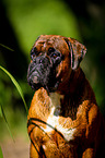 Deutscher Boxer Portrait