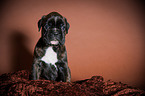 Deutscher Boxer Welpe