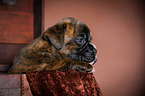 Deutscher Boxer Welpe