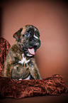 ghnender Deutscher Boxer Welpe