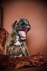 ghnender Deutscher Boxer Welpe