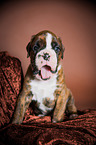 ghnender Deutscher Boxer Welpe