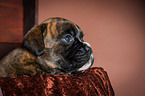 Deutscher Boxer Welpe